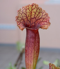 Špirlice křídlatá obrovská - Sarracenia alata giant - semena špirlice - 12 ks