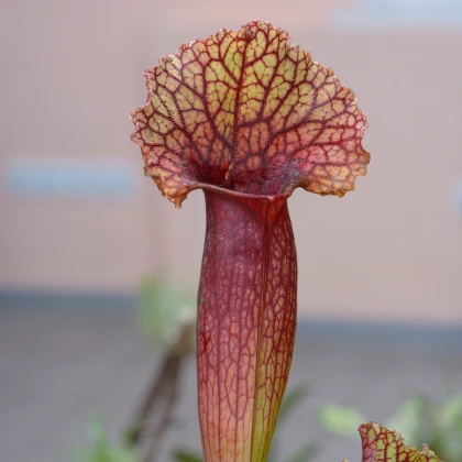 Špirlice křídlatá obrovská - Sarracenia alata giant - semena špirlice - 12 ks