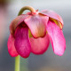 Špirlice růžová - Sarracenia rosea - semena špirlice - 10 ks