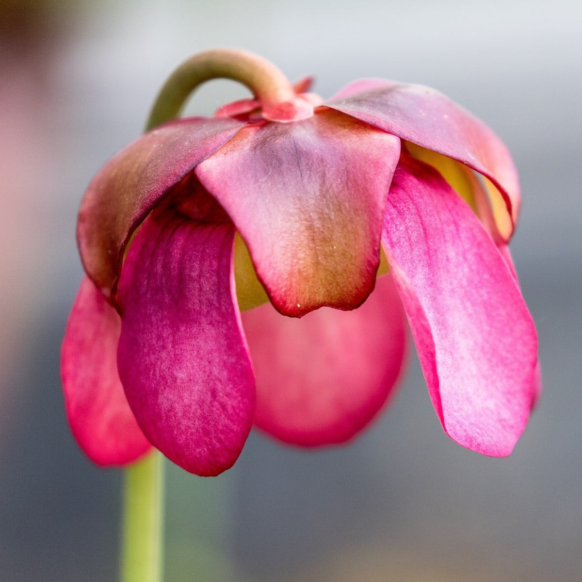 Špirlice růžová - Sarracenia rosea - semena špirlice - 10 ks