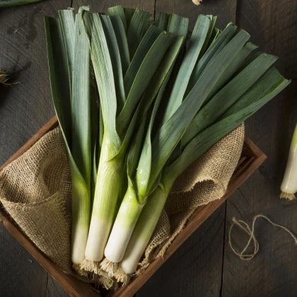 BIO Pór Hannibal - Allium porum - bio semena póru - 30 ks