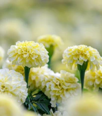 Aksamitník vzpřímený Eskimo - Tagetes erecta - semena aksamitníku - 30 ks