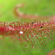 Rosnatka červená Giftberg - Drosera capensis - semena rosnatky - 15 ks