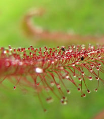 Rosnatka červená Giftberg - Drosera capensis - semena rosnatky - 15 ks