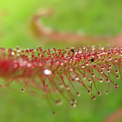 Rosnatka červená Giftberg - Drosera capensis - semena rosnatky - 15 ks