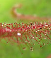 Rosnatka červená Giftberg - Drosera capensis - semena rosnatky - 15 ks