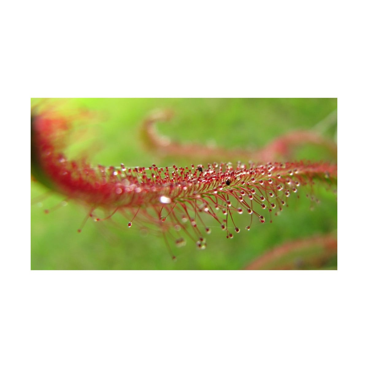 Rosnatka červená Giftberg - Drosera capensis - semena rosnatky - 15 ks