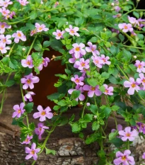 Bakopa Pinktopia - Bacopa sutera cordata - semena bakopy - 7 ks