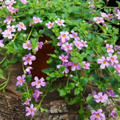 Bakopa Pinktopia - Bacopa sutera cordata - semena bakopy - 7 ks