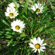 Gazánie Kiss White F1 - Gazania rigens - semena gazánie - 12 ks