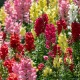 Hledík větší - Antirrhinum majus - semena hledíku - 400 ks