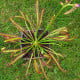 Rosnatka červená Giftberg - Drosera capensis - semena rosnatky - 15 ks