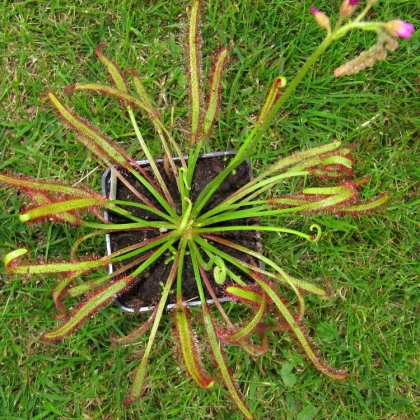 Rosnatka červená Giftberg - Drosera capensis - semena rosnatky - 15 ks