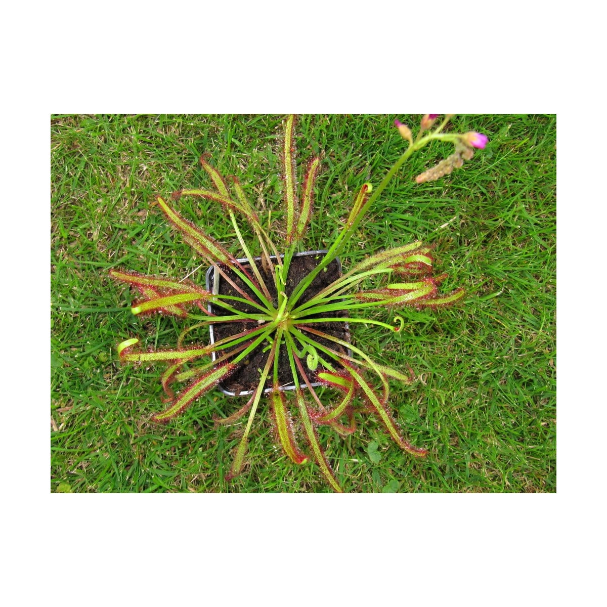 Rosnatka červená Giftberg - Drosera capensis - semena rosnatky - 15 ks