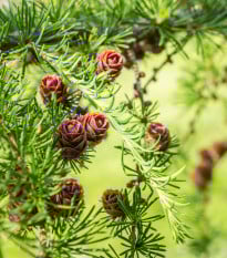 Modřín Gmelinův - Larix gmelinii - semena modřínu - 10 ks