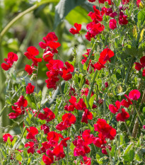 Hrachor vonný královský Scharlach - Lathyrus odoratus - semena hrachoru - 16 ks