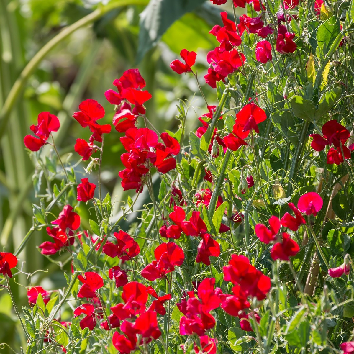 Hrachor vonný královský Scharlach - Lathyrus odoratus - semena hrachoru - 16 ks