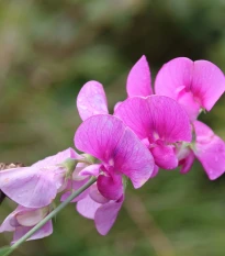 Hrachor vonný růžový - Lathyrus odoratus - semena hrachoru - 20 ks