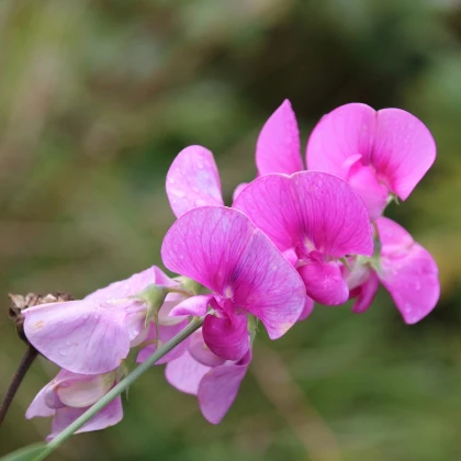 Hrachor vonný růžový - Lathyrus odoratus - semena hrachoru - 20 ks