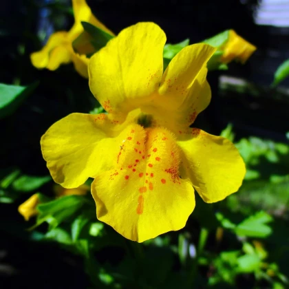 Kejklířka žlutá - Mimulus luteus - semena kejklířky - 200 ks