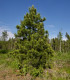 Borovice Limba - Pinus cembra sibirica - semena borovice - 7 ks