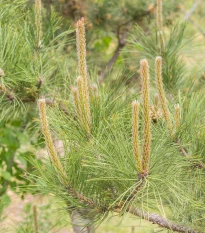 Borovice yunnan - Pinus yunnanensis - semena borovice - 5 ks