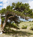 Borovice osinatá - Pinus aristata - semena borovice - 5 ks