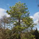 Borovice čínská - Pinus tabuliformis - semena borovice - 15 ks