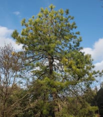 Borovice čínská - Pinus tabuliformis - semena borovice - 15 ks