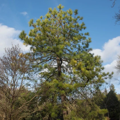 Borovice čínská - Pinus tabuliformis - semena borovice - 15 ks