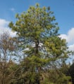 Borovice čínská - Pinus tabuliformis - semena borovice - 15 ks
