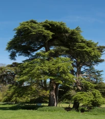 Cedr libanonský - Cedrus libani - semena cedru - 6 ks