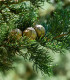 Cypřiš pravý - Cupressus sempervirens - semena cypřiše - 7 ks