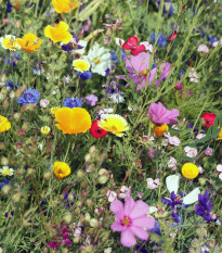 Letničky Last Minute - semena letniček - směs letniček - 0,5 g