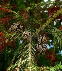 Kryptoméria japonská - Cryptomeria japonica - semena kryptomérie - 4 ks