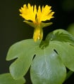 Lichořeřišnice vysoká kanárská - Kapucínka - Tropaeolum peregrinum - semena lichořeřišnice - 10 ks