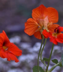 Nasturcja nízká Princess of India - Tropaeolum minus - semena nasturcji - 15 ks