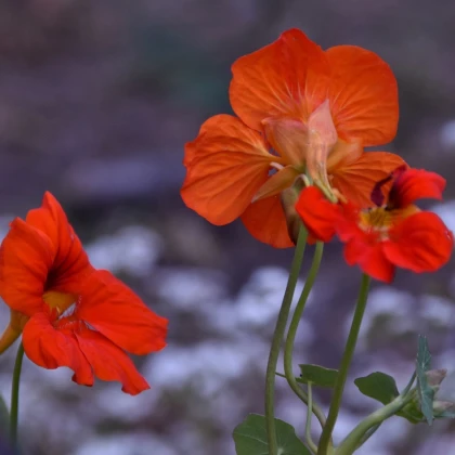 Nasturcja nízká Princess of India - Tropaeolum minus - semena nasturcji - 15 ks