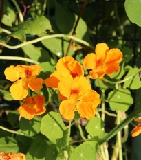 Lichořeřišnice nízká Tip Top Apricot - Kapucínka - Tropaeolum minus - semena lichořeřišnice - 12 ks