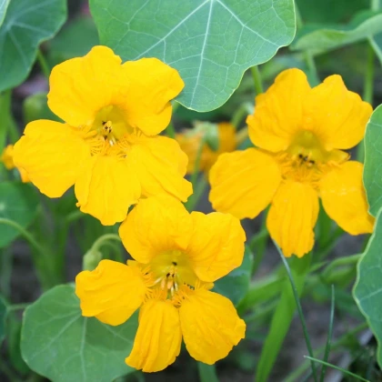 Lichořeřišnice nízká Tip Top Gold - Kapucínka - Tropaeolum minus - semena lichořeřišnice - 10 ks