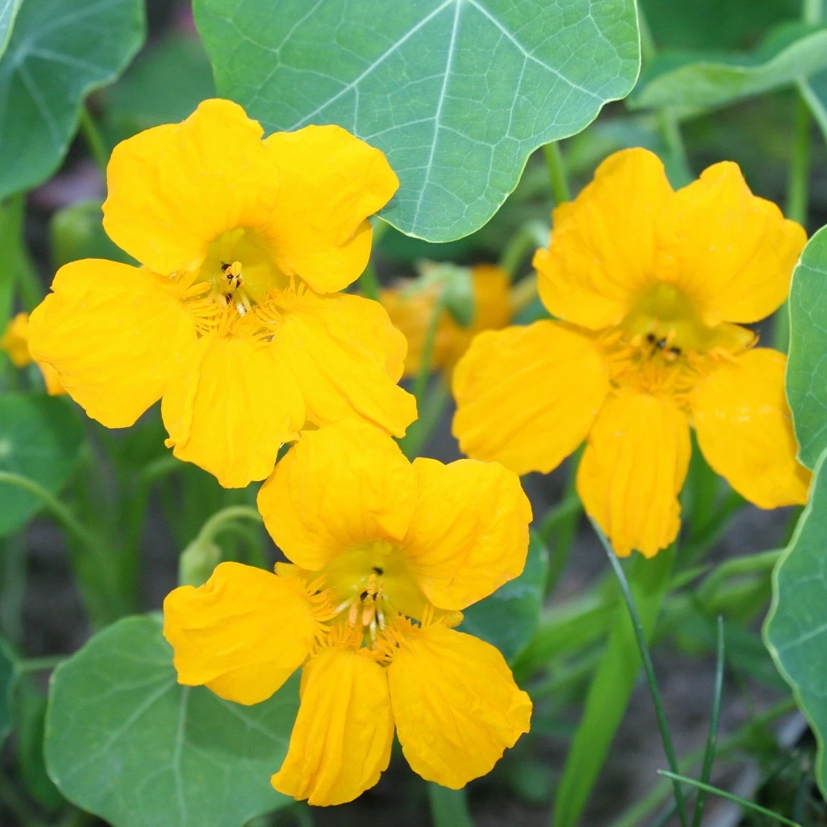 Lichořeřišnice nízká Tip Top Gold - Kapucínka - Tropaeolum minus - semena lichořeřišnice - 10 ks