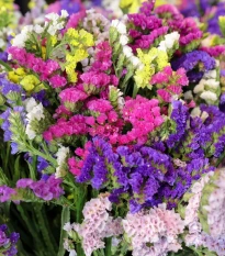 Limonka chobotnatá směs - Limonium sinuatum mix - semena limonky - 80 ks