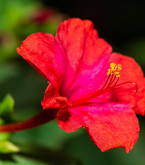 Nocenka jalapovitá červená - Mirabilis jalapa - semena nocenky - 1 g