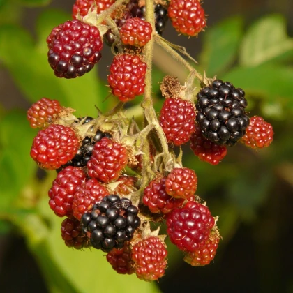 Ostružiník beztrnný černý - Rubus - prostokořenné sazenice ostružiníku - 1 ks