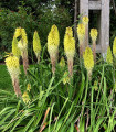 Mnohokvět bílý - Kleopatřina jehla - Kniphofia - prostokořenné sazenice mnohokvětu - 1 ks