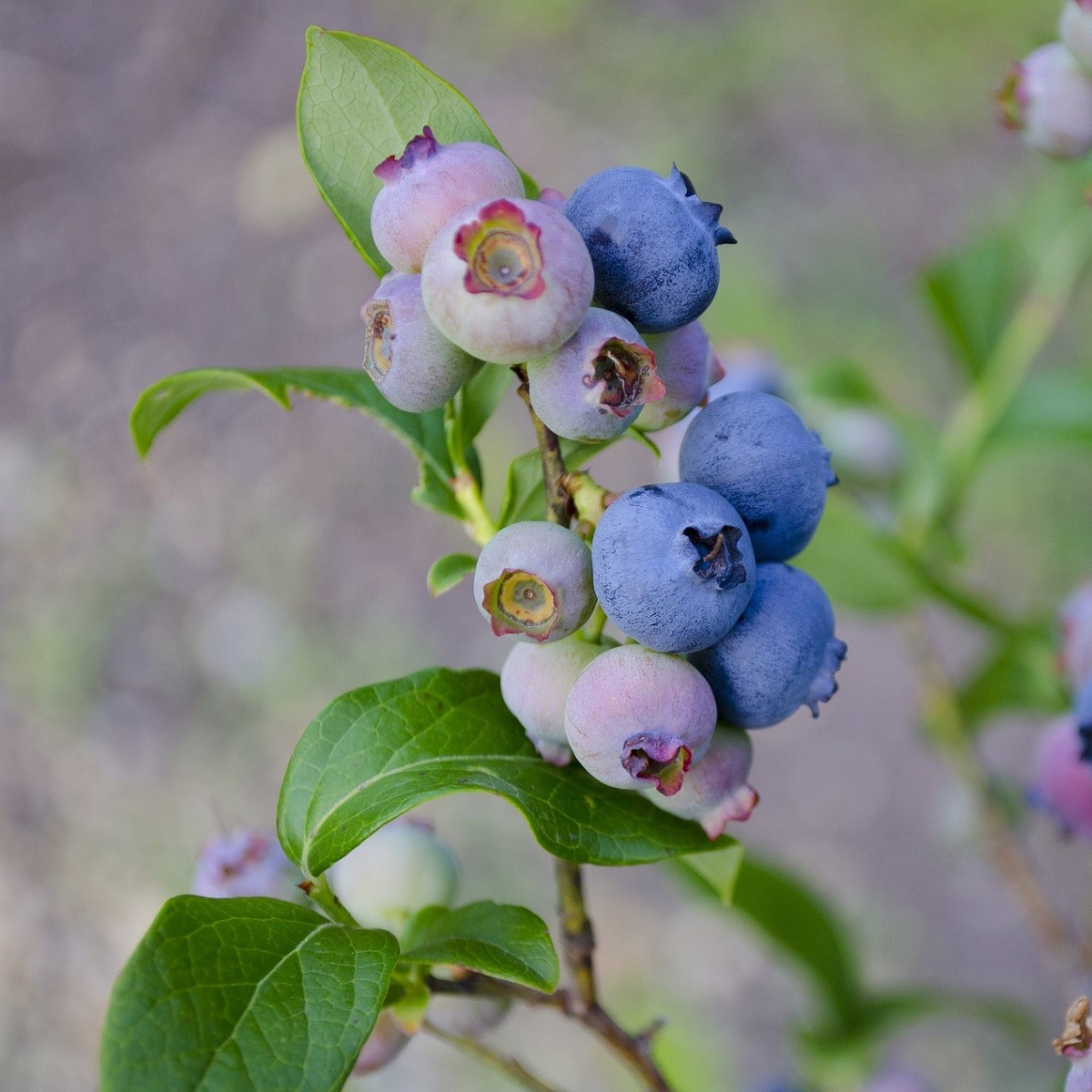 Borůvka americká modrá - Vaccinium corymbosum - sazenice borůvky - 1 ks