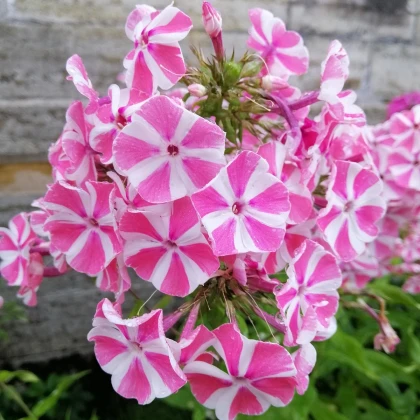 Plaménka Peppermint Twist - Phlox - prostokořenné sazenice plamének - 1 ks