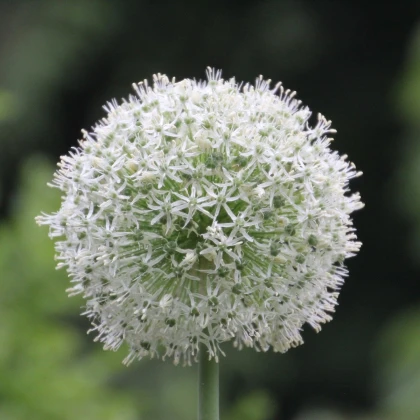 Česnek Mount Everest - Allium - cibule okrasného česneku - 1 ks