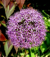 Česnek Christophii - Allium christophii - cibule okrasného česneku - 2 ks