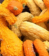 Tykev okrasná Yellow Crookneck - Cucurbita pepo - semena tykve - 5 ks